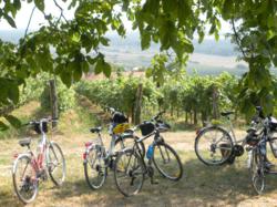 Wine and Bike in the Balaton Uplands